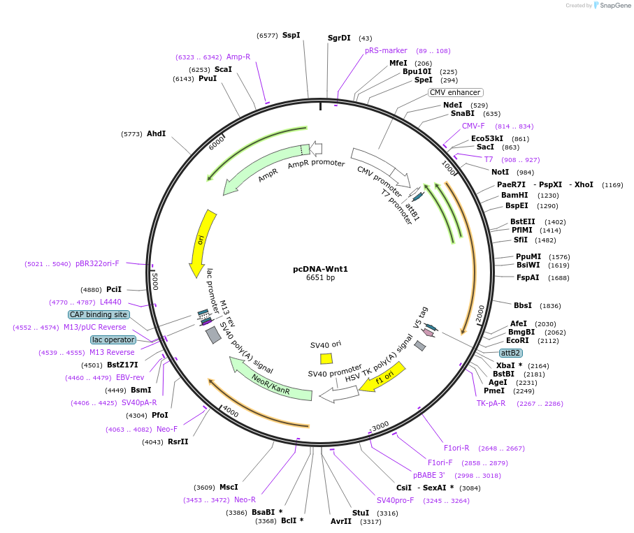 35905-plasmid-map-sequence-id-373038