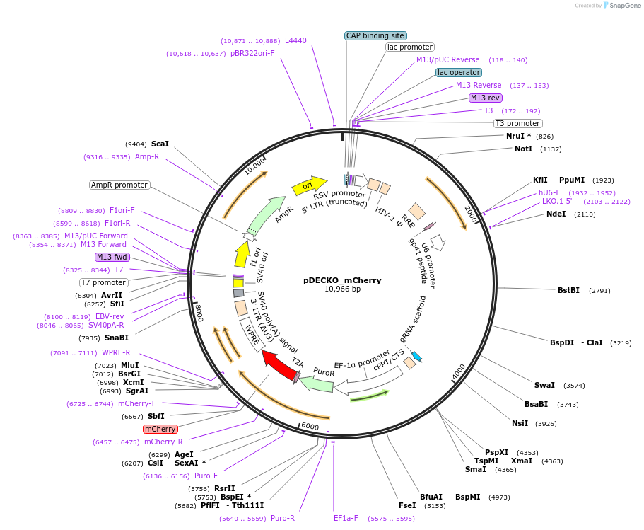 78534-plasmid-map-sequence-id-373040