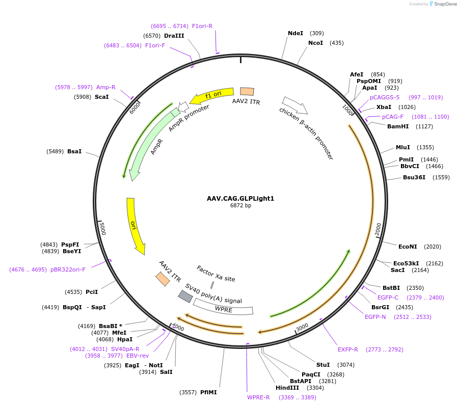 187467-plasmid-map-sequence-id-373041
