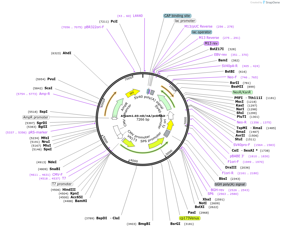 51958-plasmid-map-sequence-id-373043
