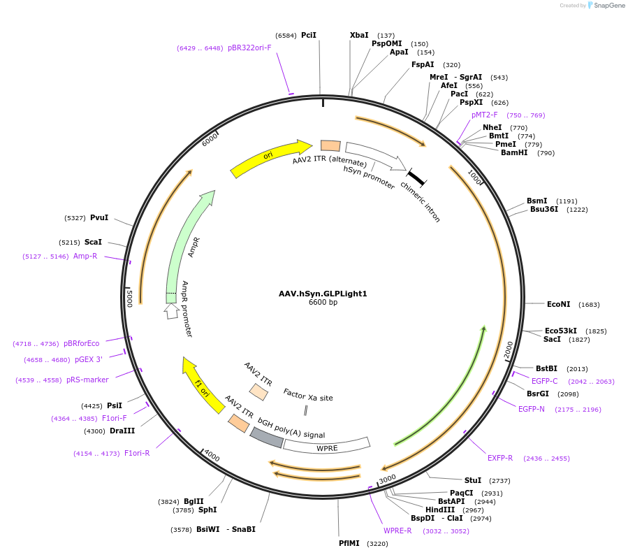187466-plasmid-map-sequence-id-373045