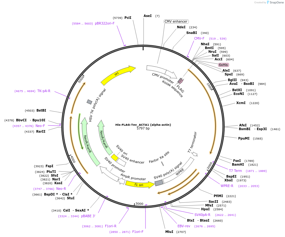 188452-plasmid-map-sequence-id-373092
