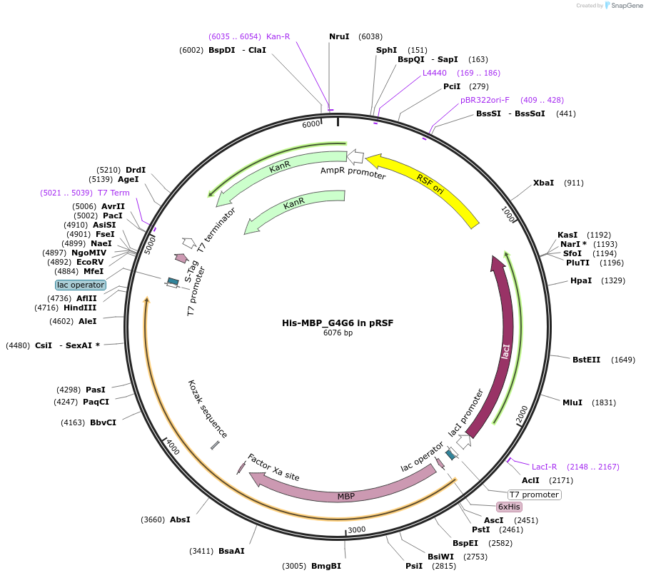 188454-plasmid-map-sequence-id-373100