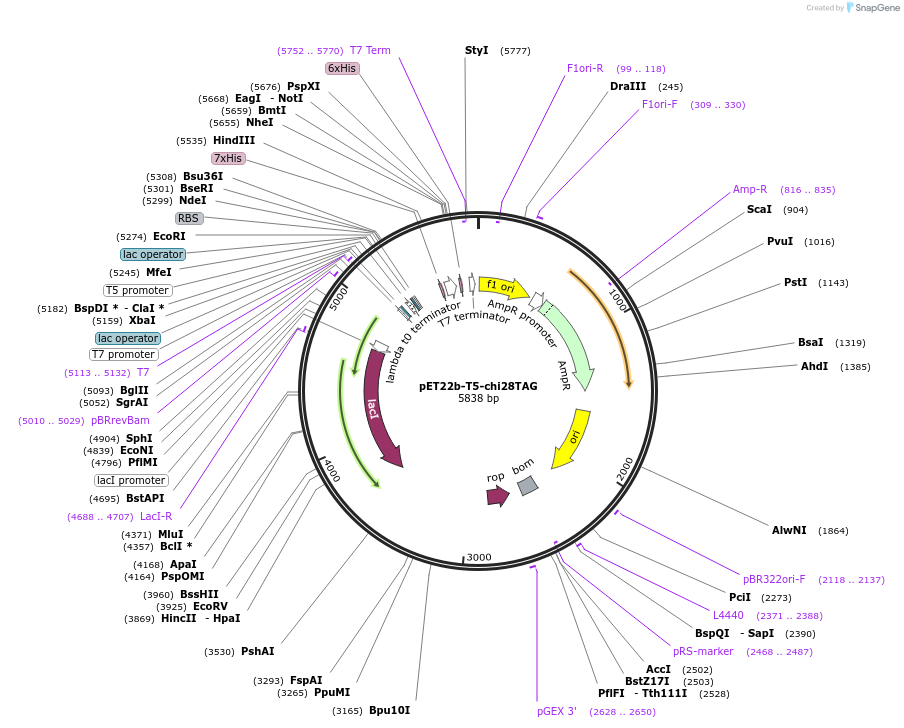 188984-plasmid-map-sequence-id-373182