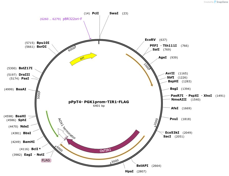 189724-plasmid-map-sequence-id-373205