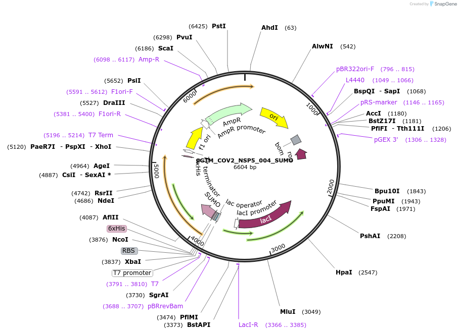 190062-plasmid-map-sequence-id-373209