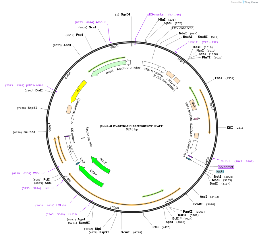 187263-plasmid-map-sequence-id-373211