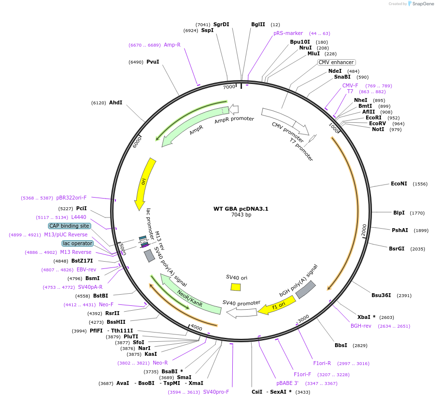 188580-plasmid-map-sequence-id-373212