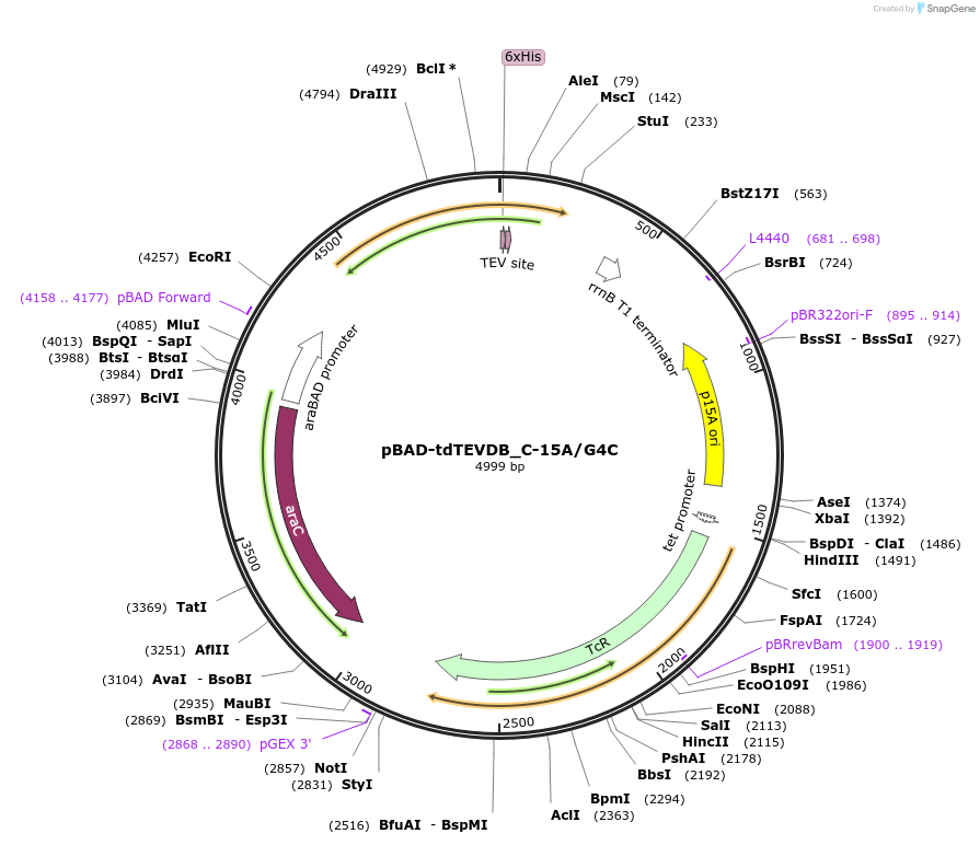 177205-plasmid-map-sequence-id-373215