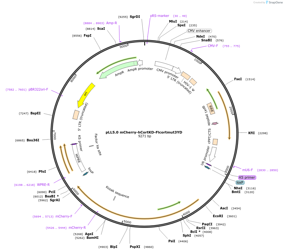 187266-plasmid-map-sequence-id-373222