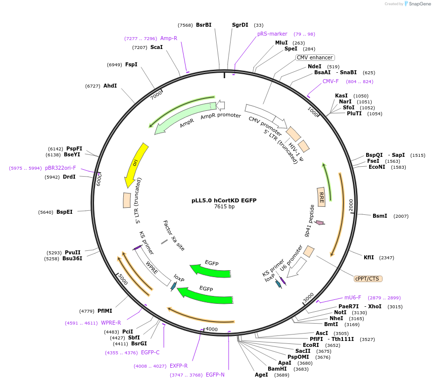 187267-plasmid-map-sequence-id-373223