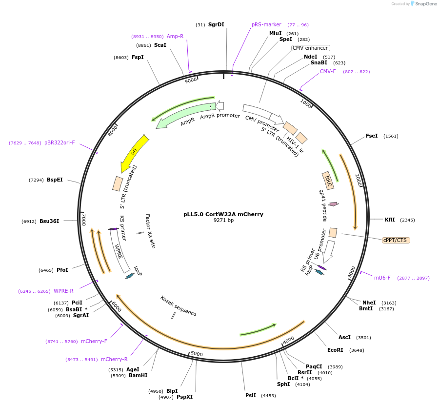 187268-plasmid-map-sequence-id-373225