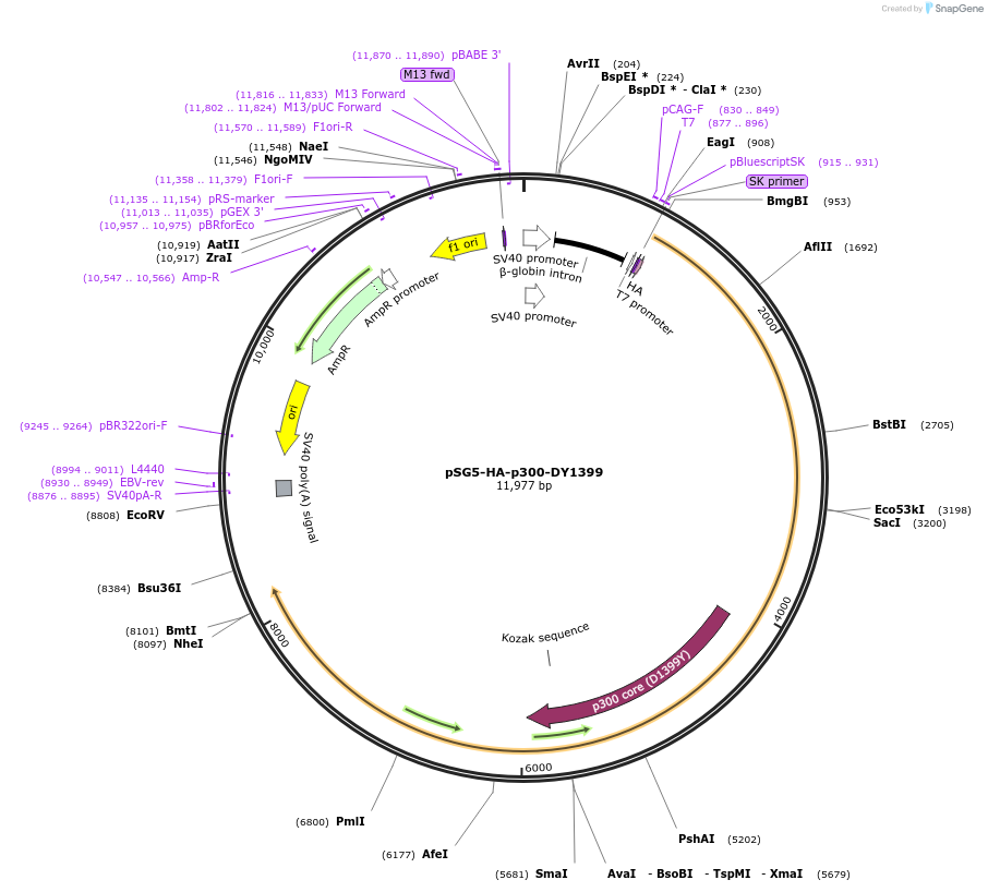 89095-plasmid-map-sequence-id-373226