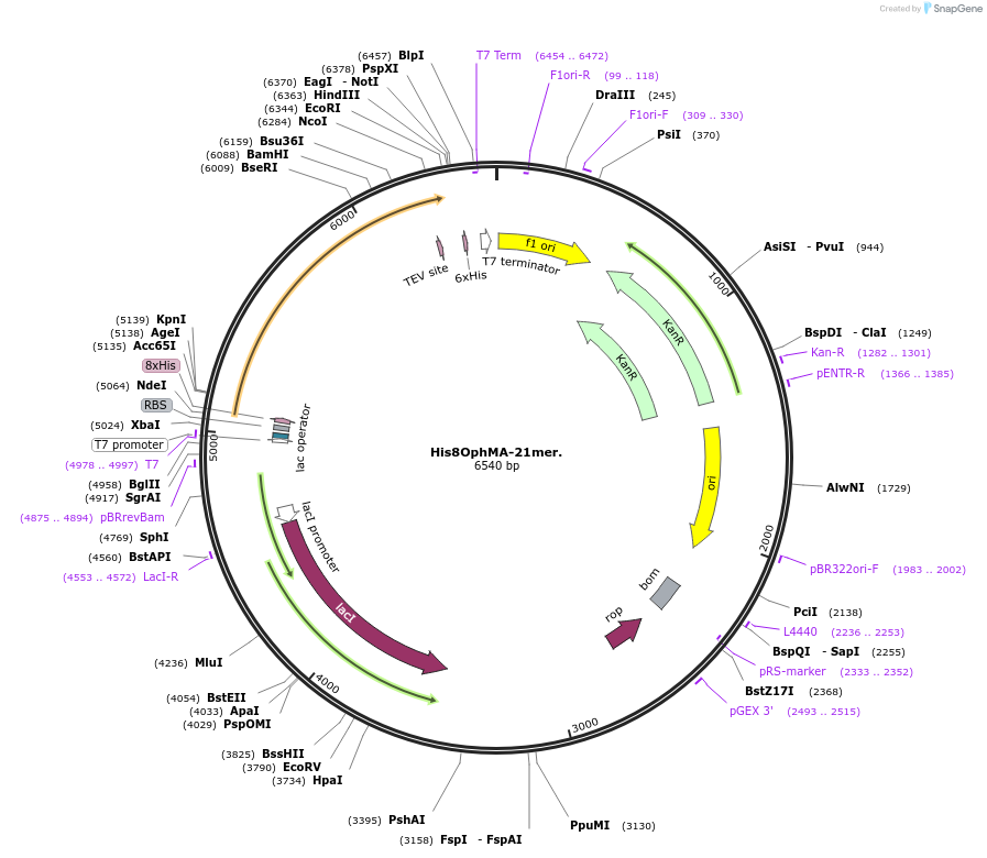 189670-plasmid-map-sequence-id-373228