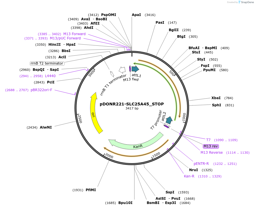 161220-plasmid-map-sequence-id-373231