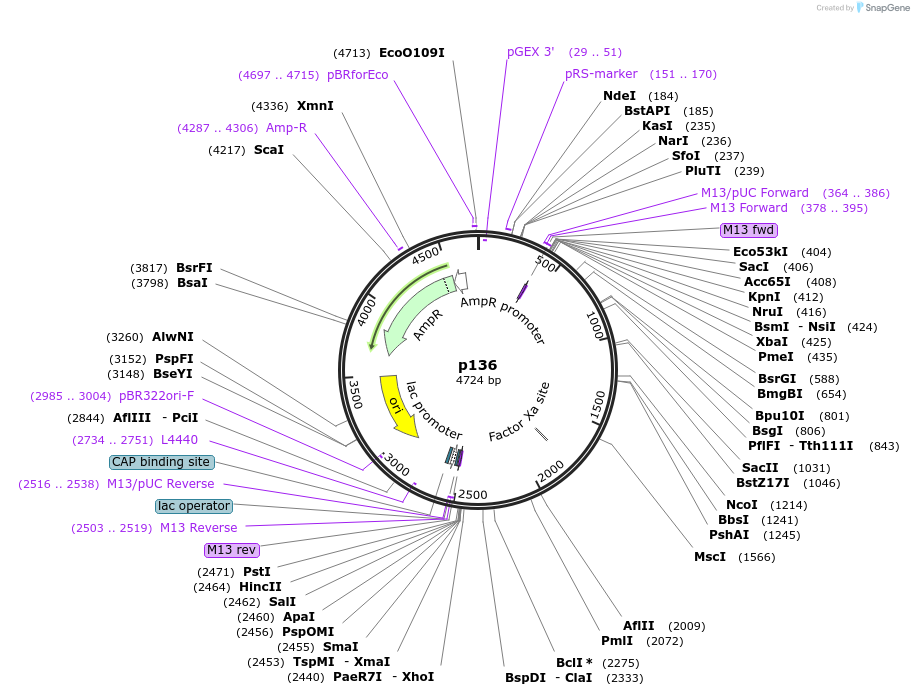 186177-plasmid-map-sequence-id-373235