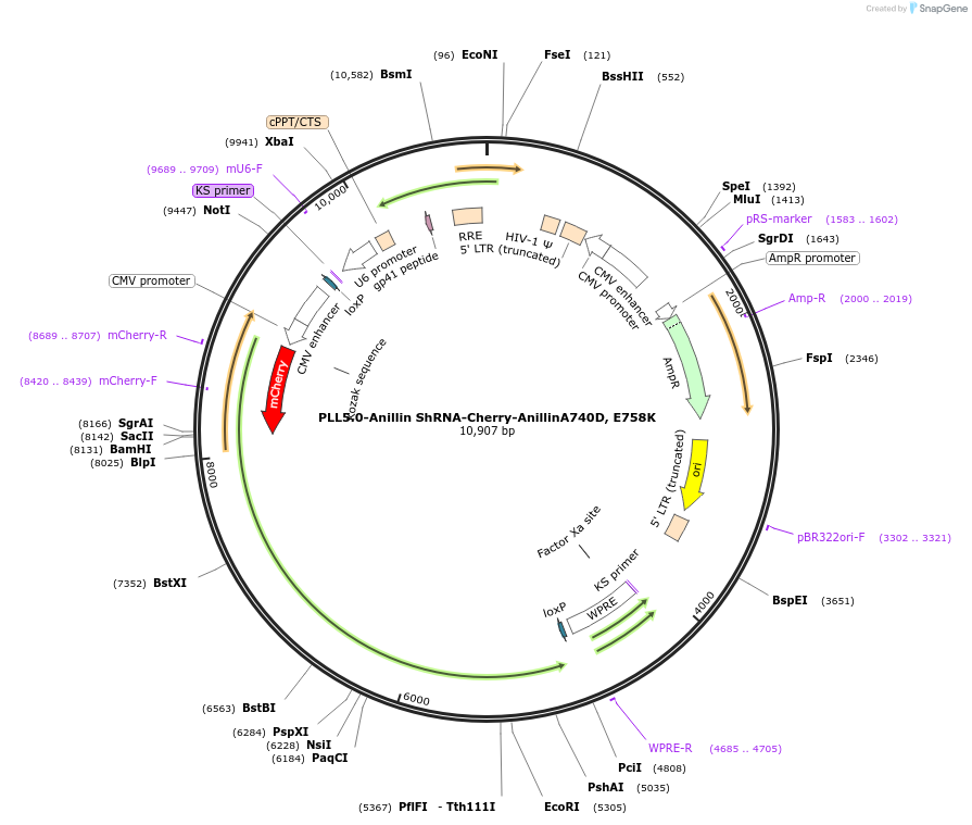 187273-plasmid-map-sequence-id-373245