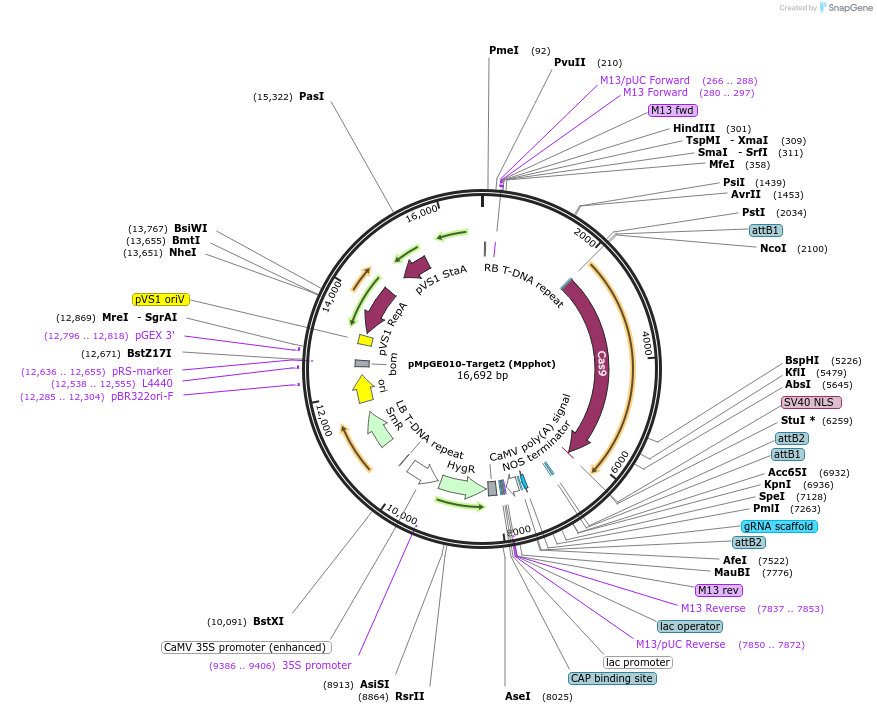 186729-plasmid-map-sequence-id-373253