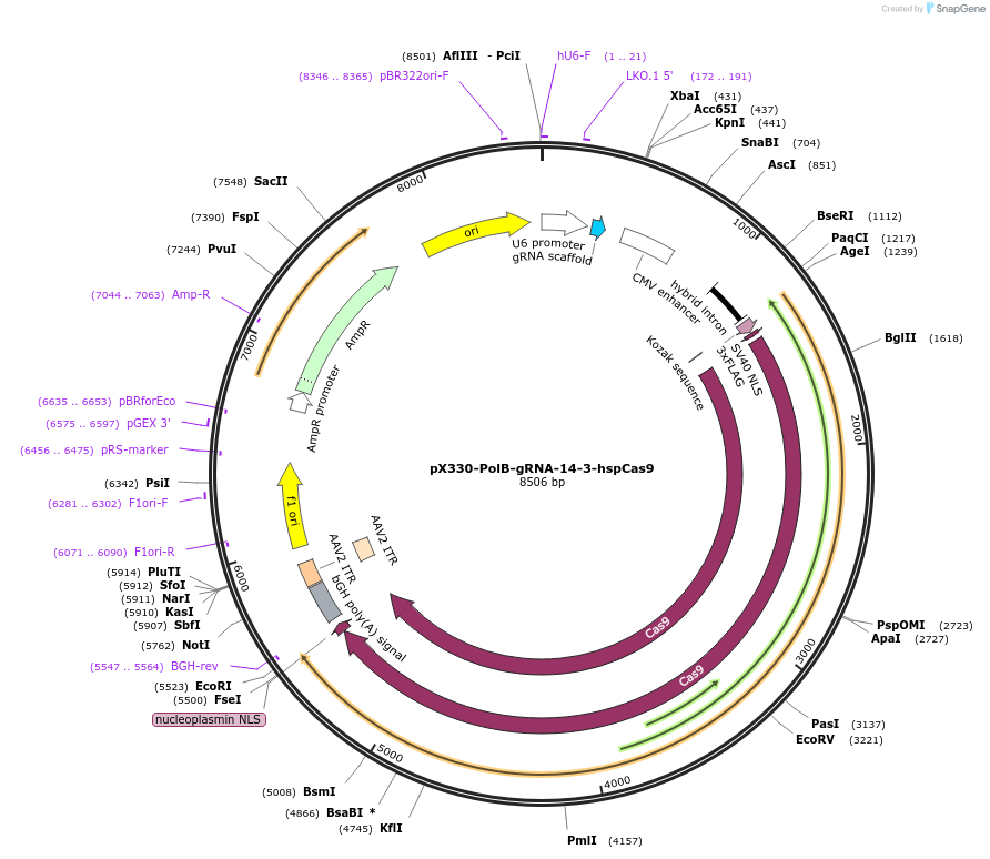 187199-plasmid-map-sequence-id-373262