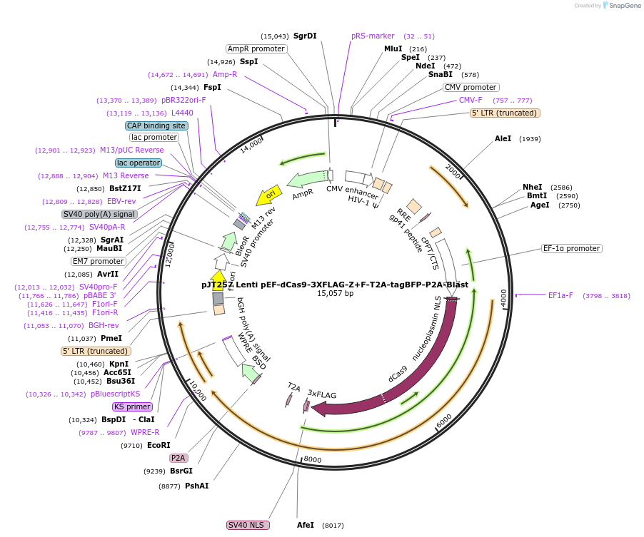 187333-plasmid-map-sequence-id-373286