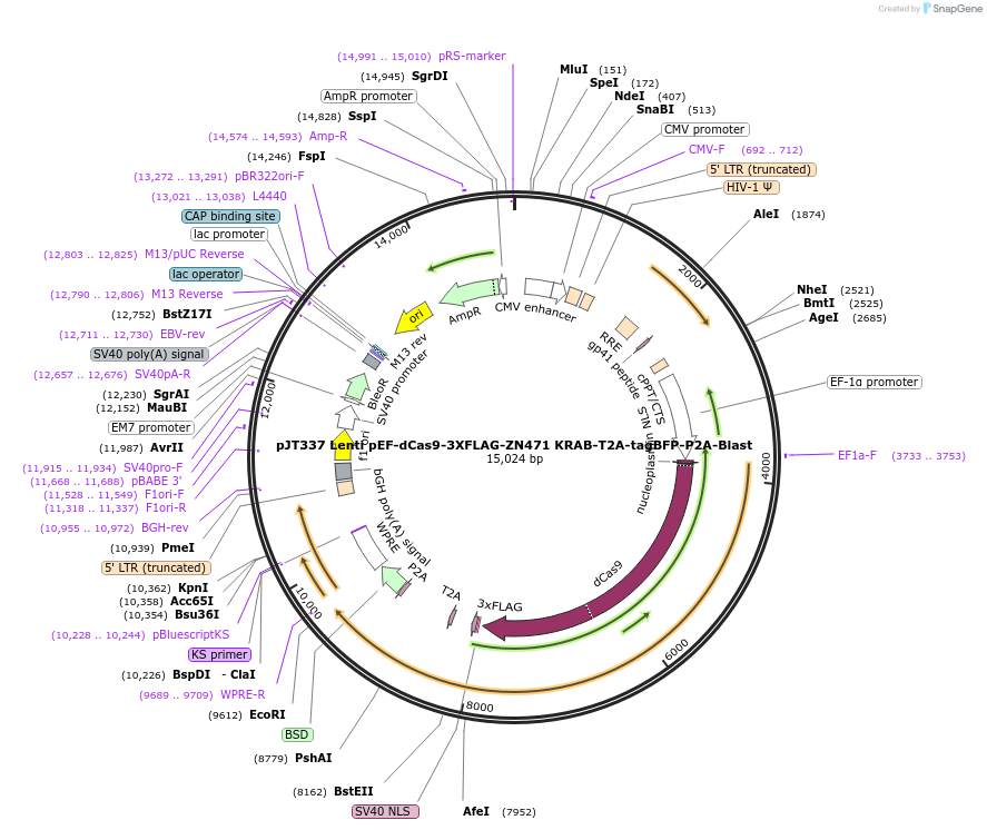 187341-plasmid-map-sequence-id-373292