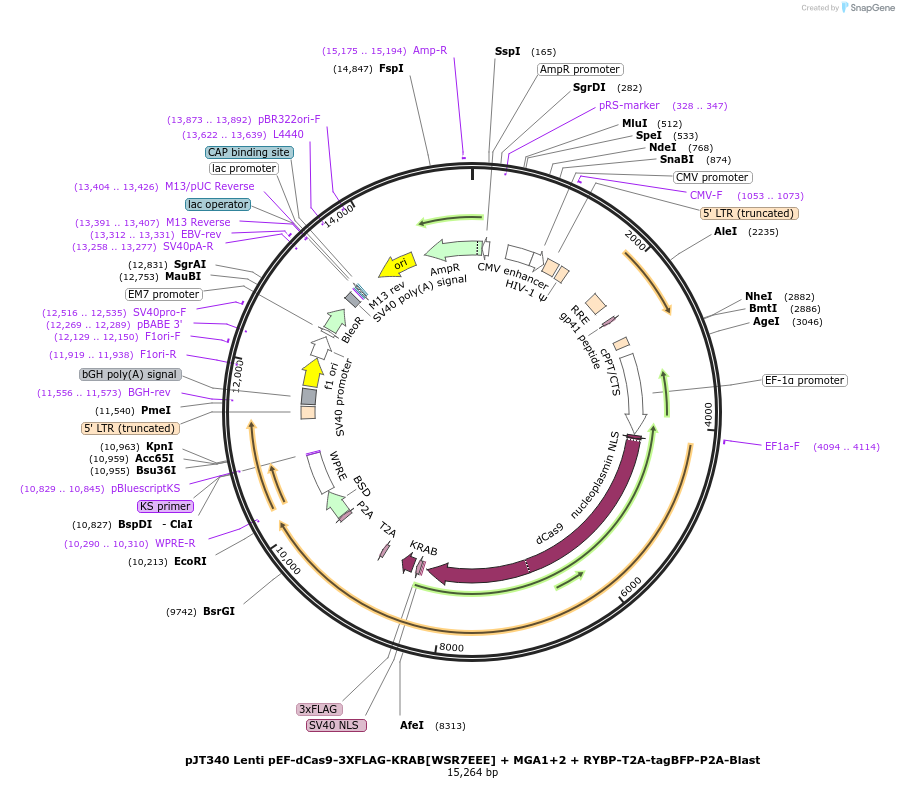 187344-plasmid-map-sequence-id-373294