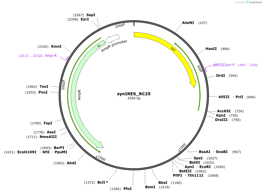 189970-plasmid-map-sequence-id-373301