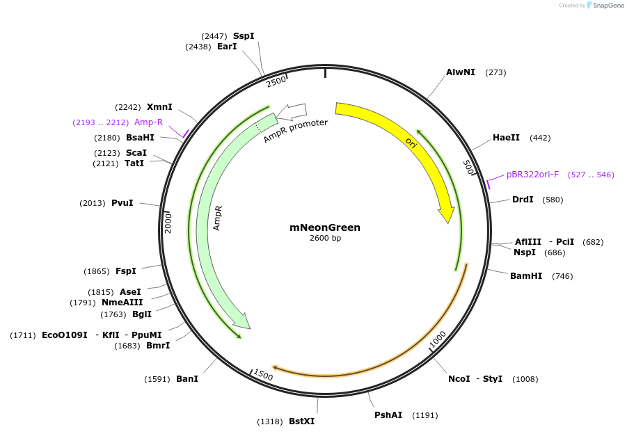 189976-plasmid-map-sequence-id-373303