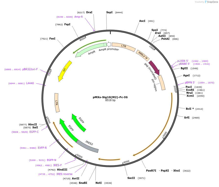 183724-plasmid-map-sequence-id-373304