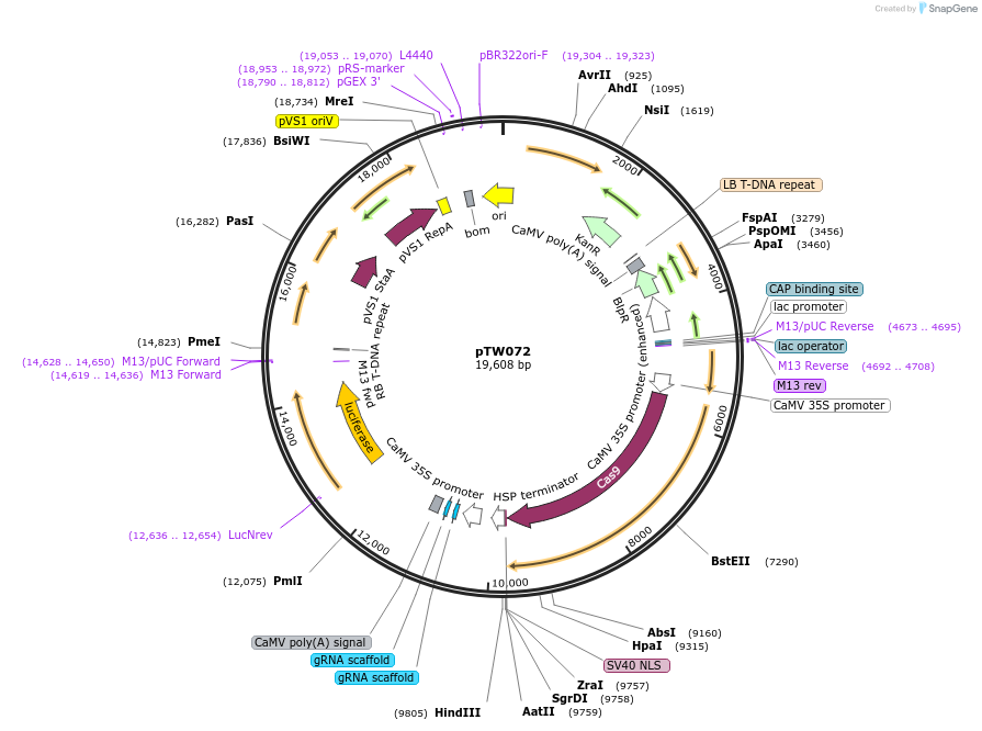 190247-plasmid-map-sequence-id-373305