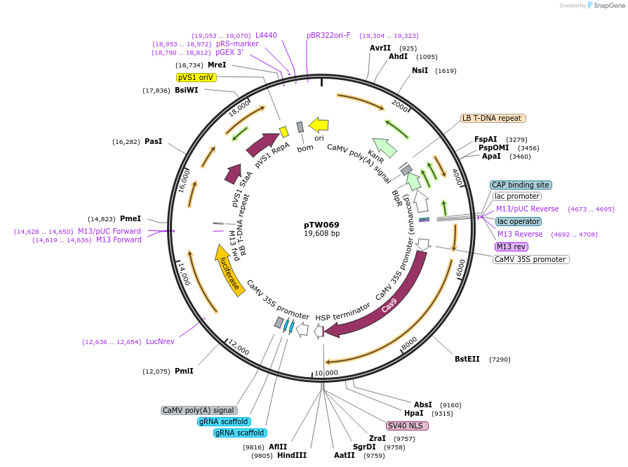 190246-plasmid-map-sequence-id-373306