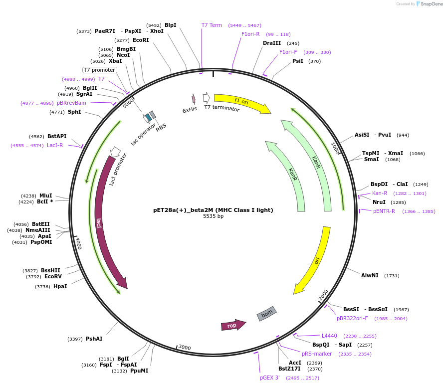 187357-plasmid-map-sequence-id-373307