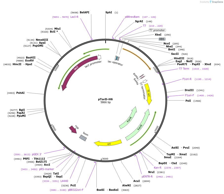169039-plasmid-map-sequence-id-373312