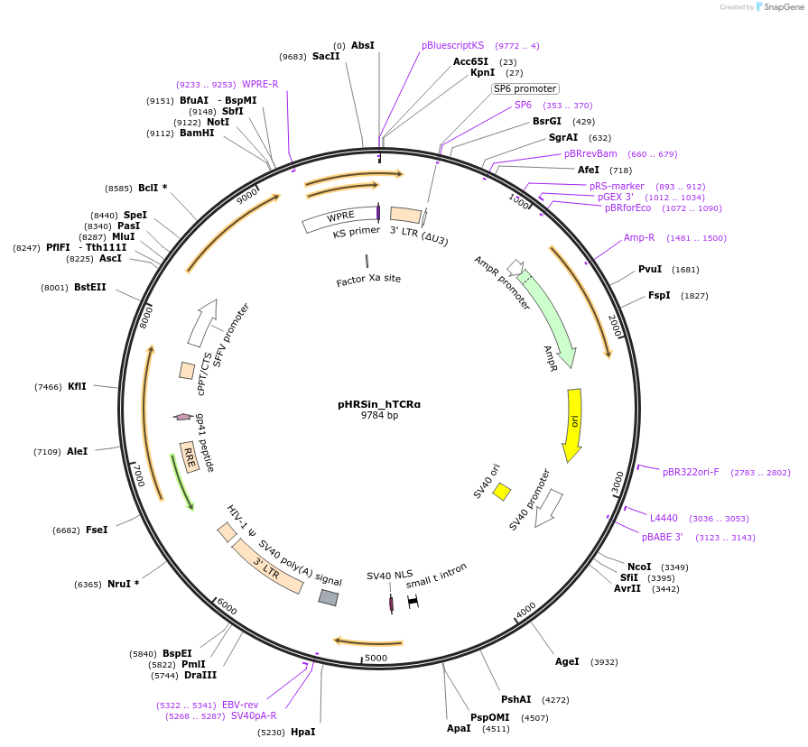 187360-plasmid-map-sequence-id-373317