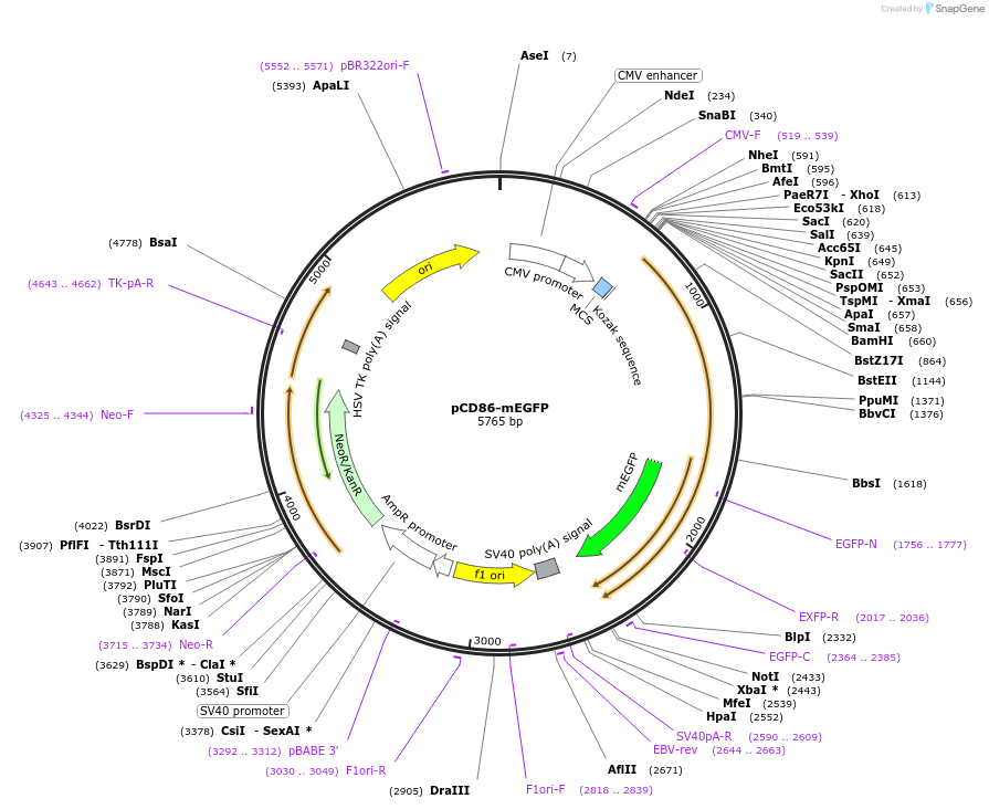 190745-plasmid-map-sequence-id-373333