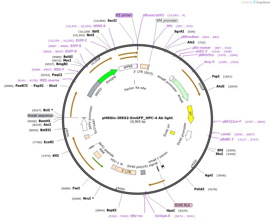 187359-plasmid-map-sequence-id-373336