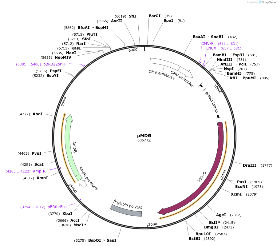187440-plasmid-map-sequence-id-373340