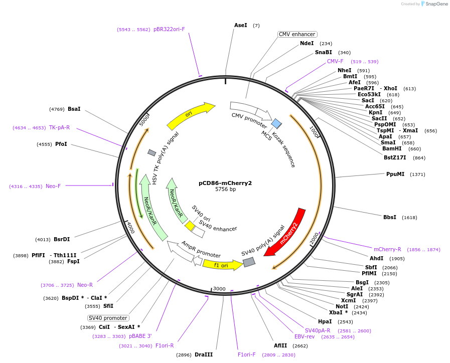 190747-plasmid-map-sequence-id-373344
