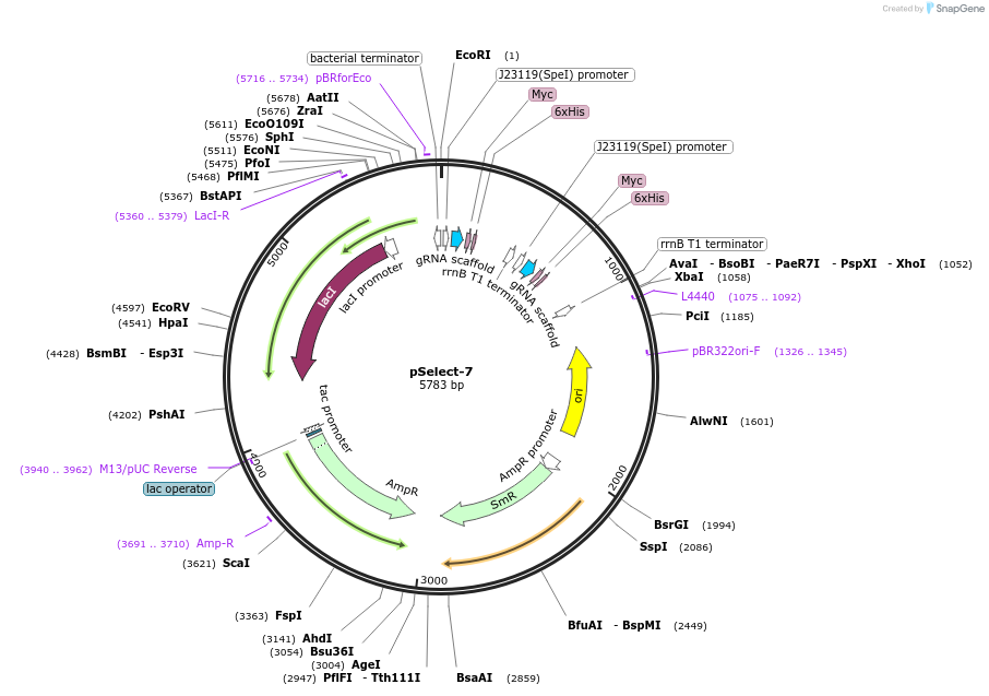 190244-plasmid-map-sequence-id-373348