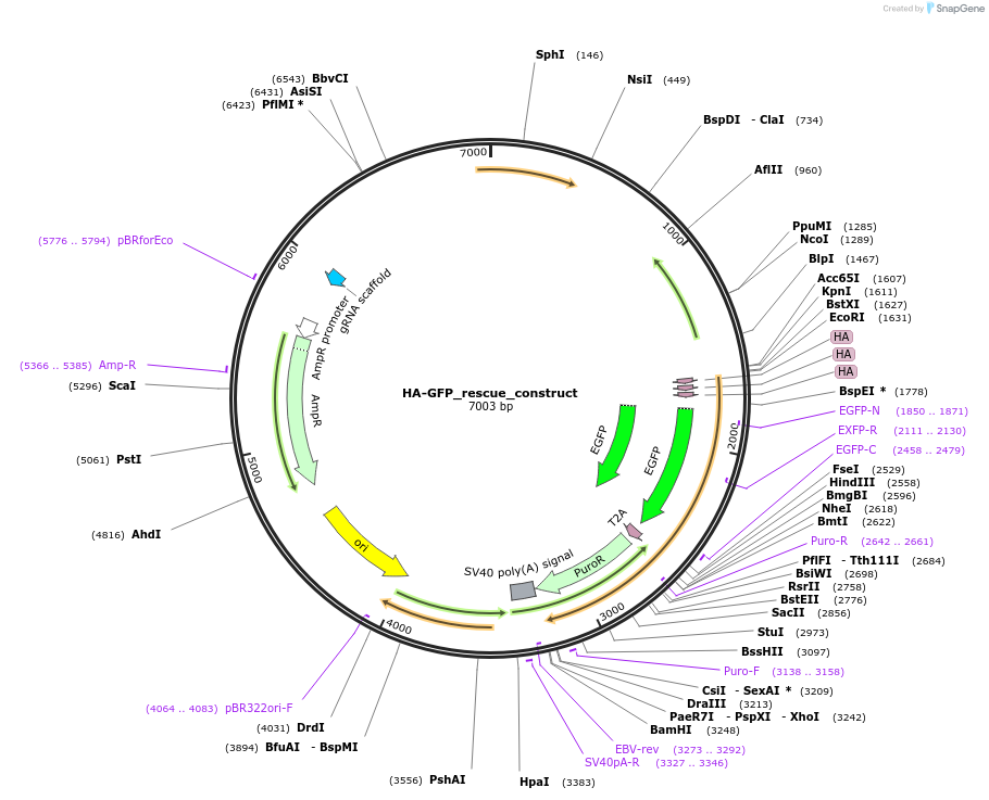 190641-plasmid-map-sequence-id-373357