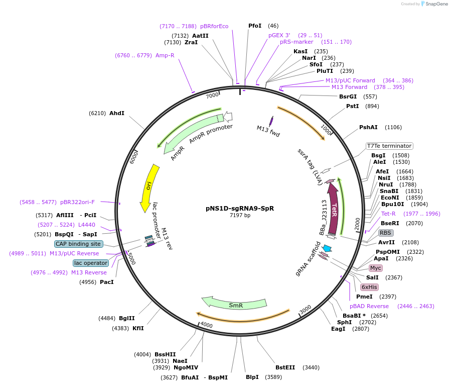 191092-plasmid-map-sequence-id-373360