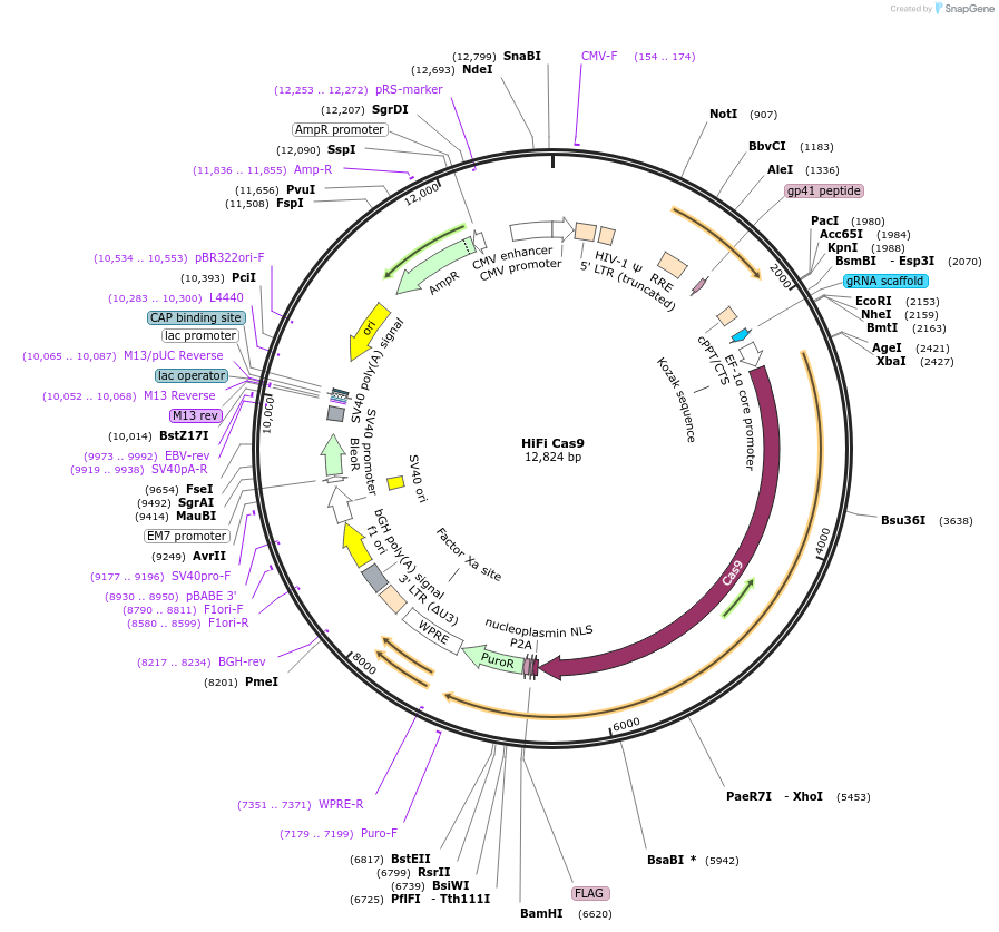 188490-plasmid-map-sequence-id-373365