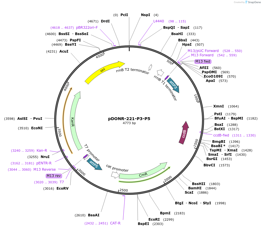 186350-plasmid-map-sequence-id-373415