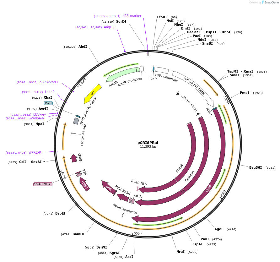 189938-plasmid-map-sequence-id-373416