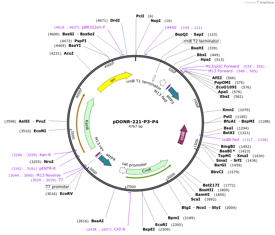 186351-plasmid-map-sequence-id-373417