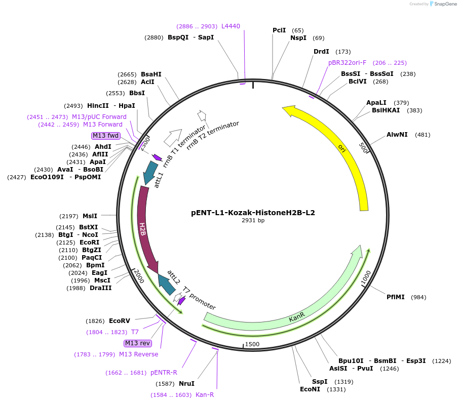 186357-plasmid-map-sequence-id-373425