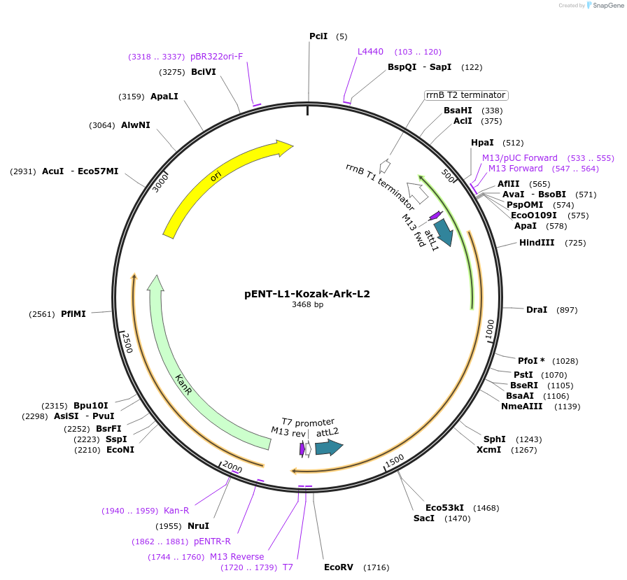 186362-plasmid-map-sequence-id-373433