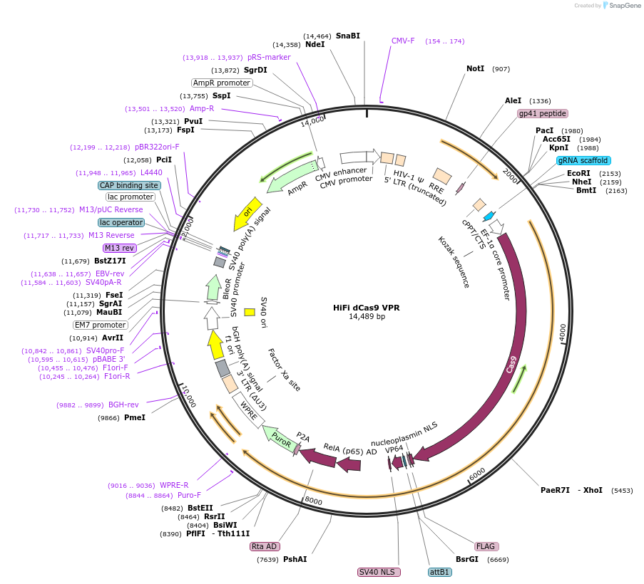 188510-plasmid-map-sequence-id-373438