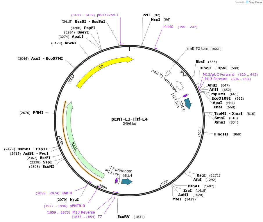 186367-plasmid-map-sequence-id-373440