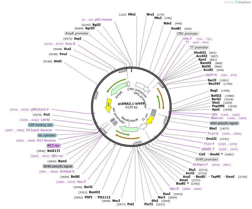 186523-plasmid-map-sequence-id-373443